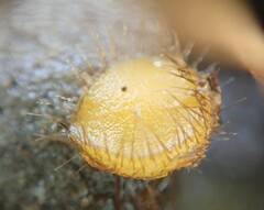 Cheilymenia stercorea