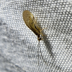 Climacia