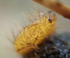 Cheilymenia stercorea