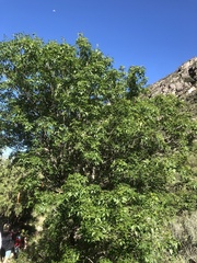 Fraxinus cuspidata
