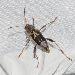 Neoclytus mucronatus