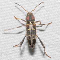 Neoclytus mucronatus