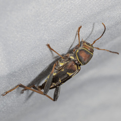 Neoclytus mucronatus