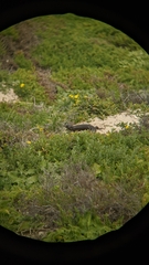 Egernia kingii