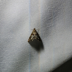 Petrophila jaliscalis