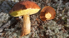 Aureoboletus projectellus