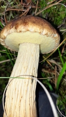 Aureoboletus projectellus