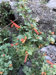 Salvia regla