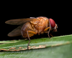 Dichaetomyia johannis