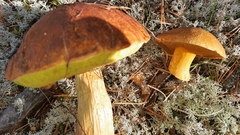 Aureoboletus projectellus