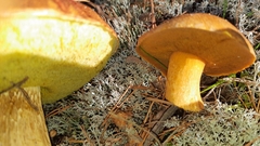 Aureoboletus projectellus