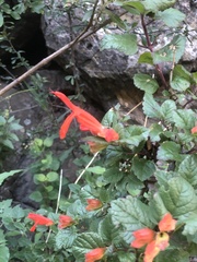 Salvia regla