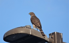 Accipiter cooperii