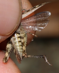 Omocestus defauti