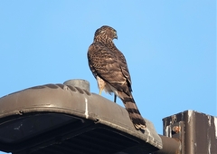 Accipiter cooperii