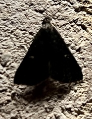 Tetanolita mynesalis