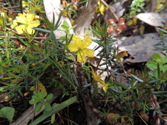Hibbertia exutiacies