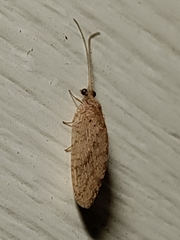 Hemerobius
