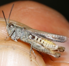 Omocestus defauti