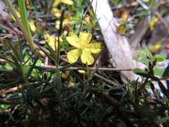 Hibbertia exutiacies