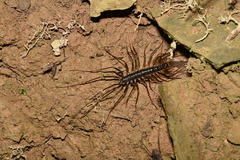 Thereuonema tuberculata