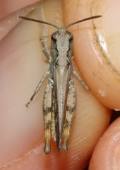 Omocestus defauti