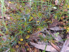 Hibbertia exutiacies