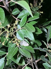 Conchylodes ovulalis