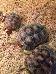 Centrochelys sulcata