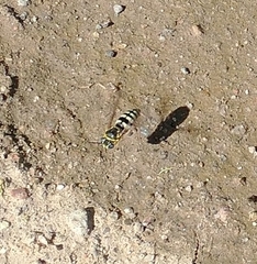 Bicyrtes capnopterus