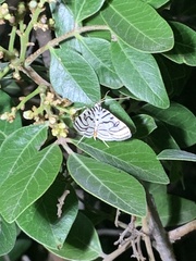 Conchylodes ovulalis
