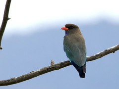 Eurystomus orientalis