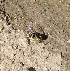 Bicyrtes capnopterus