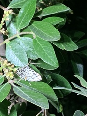 Conchylodes ovulalis