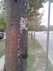 Schizophyllum commune
