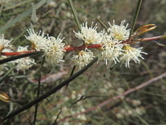 Hakea carinata
