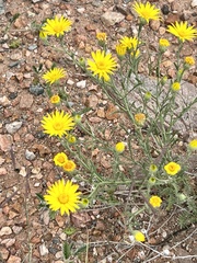 Xanthisma spinulosum