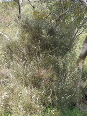 Hakea carinata