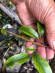 Celastrus subspicatus