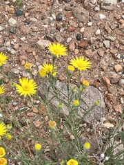 Xanthisma spinulosum