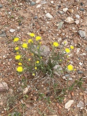 Xanthisma spinulosum