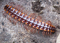 Nearctodesmidae