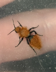 Dasymutilla californica