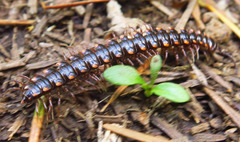 Nearctodesmidae