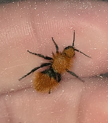Dasymutilla californica