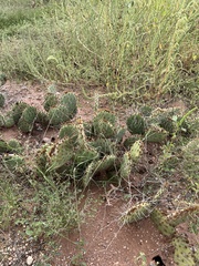 Opuntia gilvescens