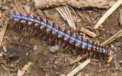 Nearctodesmidae