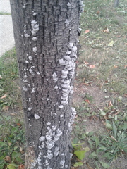 Schizophyllum commune