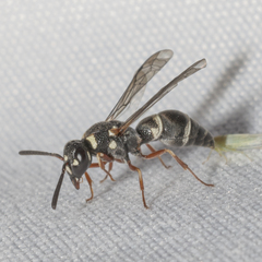 Parancistrocerus minimoferus