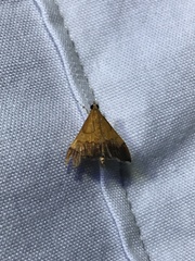Pyrausta bicoloralis